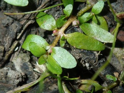 Elatine gratioloides, photographed by Thomas Mesaglio
