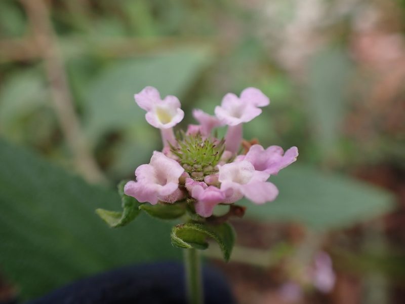 Lantana rugulosa, photographed by Skjold Søndergaard