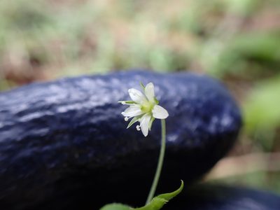 Arenaria lanuginosa, photographed by Skjold Søndergaard