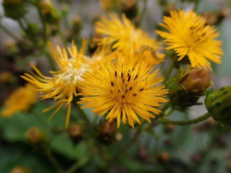 Erato polymnioides, photographed by Skjold Søndergaard