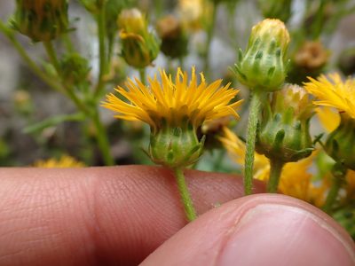 Erato polymnioides, photographed by Skjold Søndergaard