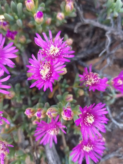 Leipoldtia schultzei, photographed by kevin koen