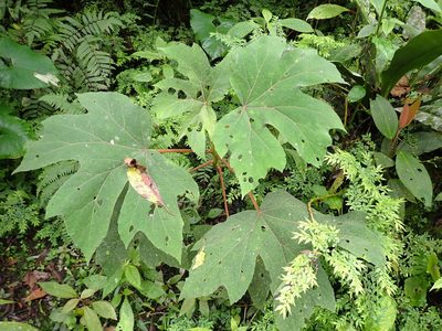 Begonia parviflora, photographed by Skjold Søndergaard