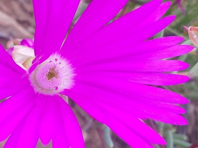 Lampranthus haworthii, photographed by kevin koen