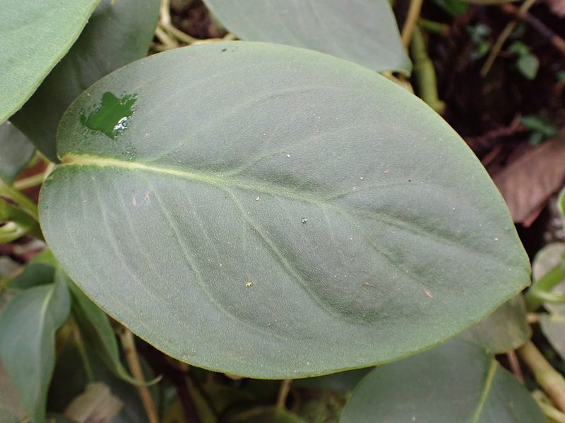 Peperomia striata, photographed by Skjold Søndergaard
