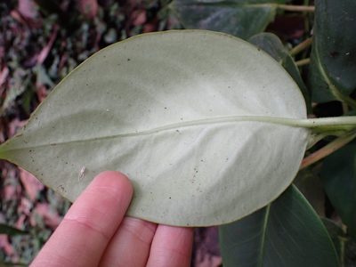 Peperomia striata, photographed by Skjold Søndergaard