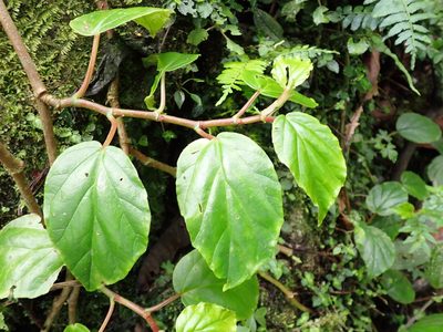 Begonia glabra, photographed by Skjold Søndergaard