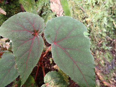 Begonia parviflora, photographed by Skjold Søndergaard