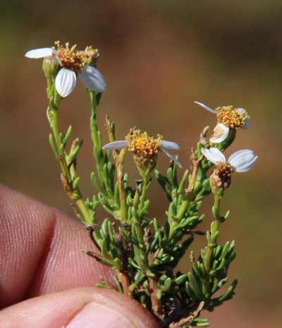 Phymaspermum parvifolium, photographed by Tony Rebelo