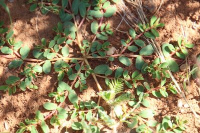 Euphorbia inaequilatera, photographed by Tony Rebelo