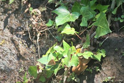 Hedera maderensis, photographed by Edmundas Greimas