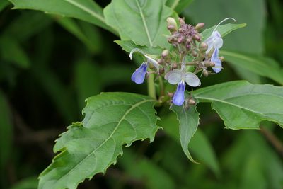 Rotheca serrata, photographed by Dinesh Valke