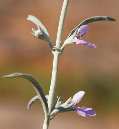 Stachys linearis, photographed by Tony Rebelo
