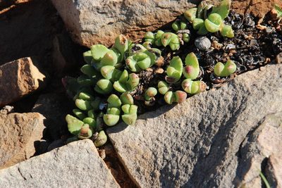 Stomatium bolusiae, photographed by Tony Rebelo