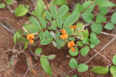 Tephrosia tinctoria, photographed by Dinesh Valke