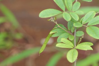 Tephrosia tinctoria, photographed by Dinesh Valke
