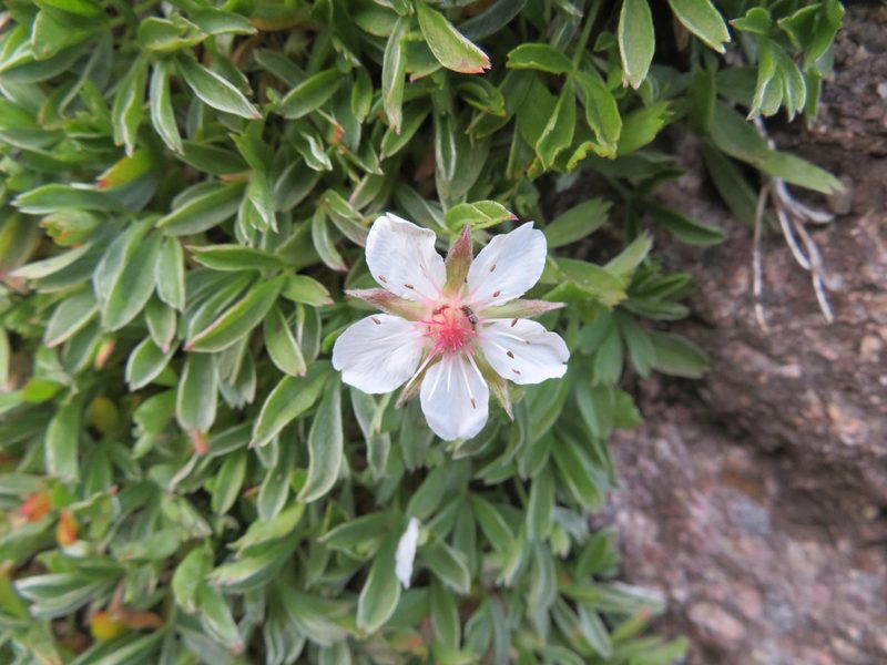 Potentilla nitida, photographed by Marco Mussita