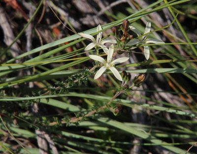 Wahlenbergia nodosa, photographed by Tony Rebelo