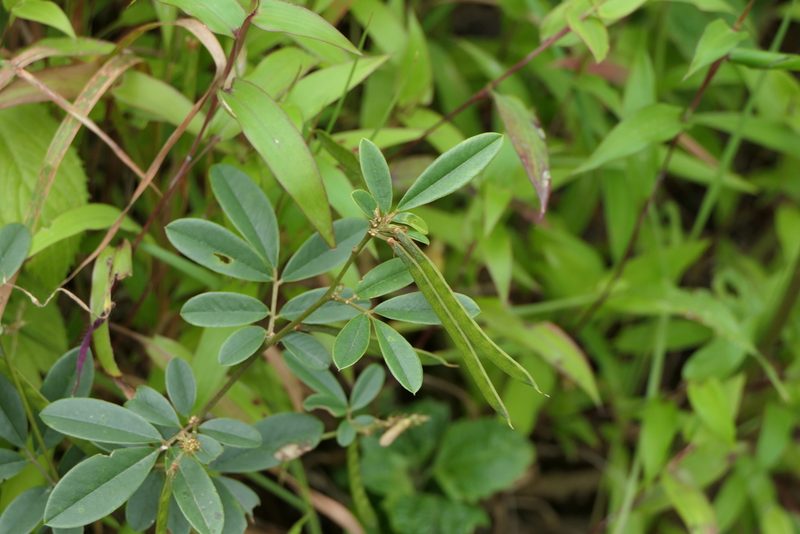 Tephrosia tinctoria, photographed by Dinesh Valke