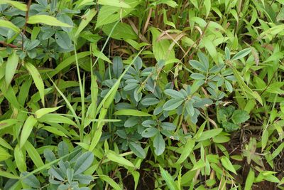 Tephrosia tinctoria, photographed by Dinesh Valke