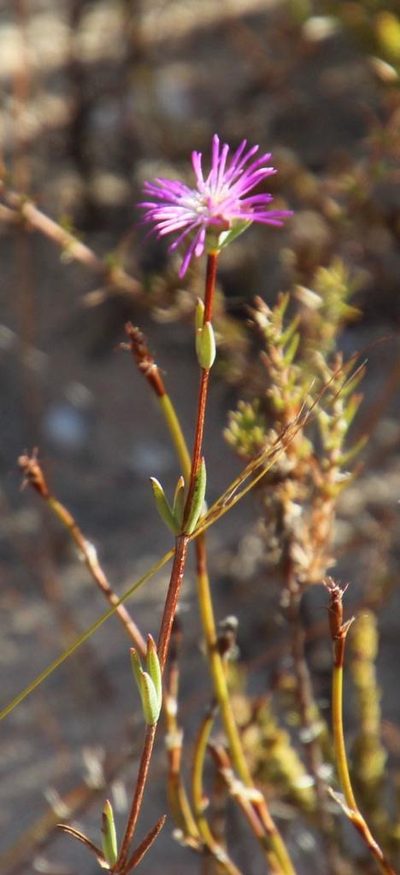 Erepsia gracilis, photographed by Tony Rebelo