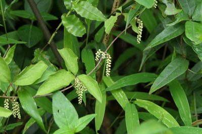 Dioscorea pentaphylla, photographed by Dinesh Valke