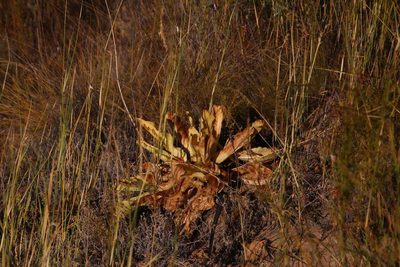 Lichtensteinia trifida, photographed by Tony Rebelo
