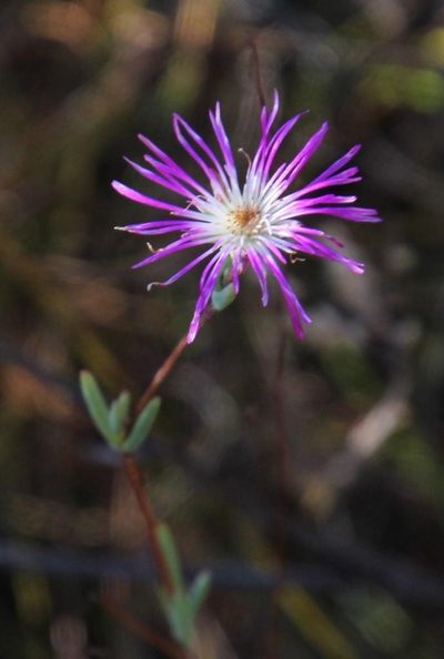 Erepsia gracilis, photographed by Tony Rebelo