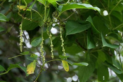 Dioscorea pentaphylla, photographed by Dinesh Valke