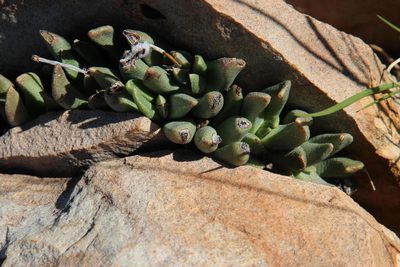 Hereroa glenensis, photographed by Tony Rebelo
