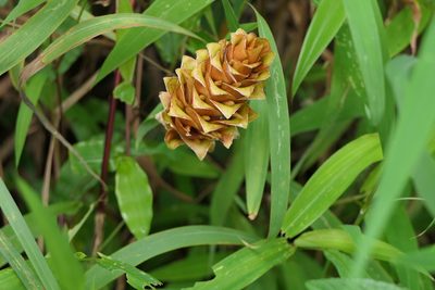 Zingiber neesanum, photographed by Dinesh Valke