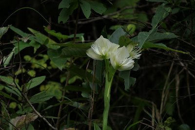 Pecteilis gigantea, photographed by Dinesh Valke