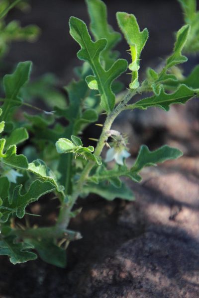 Solanum supinum, photographed by Tony Rebelo