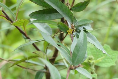 Hemidesmus indicus, photographed by Dinesh Valke
