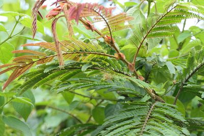 Albizia chinensis, photographed by Dinesh Valke
