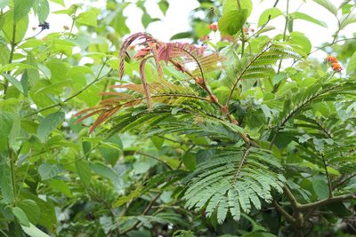 Albizia chinensis, photographed by Dinesh Valke