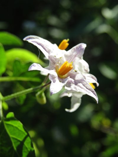 Solanum pilcomayense, photographed by Candela Castro