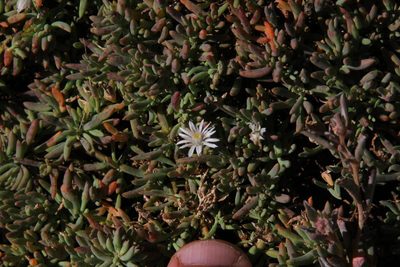 Mesembryanthemum parviflorum, photographed by Tony Rebelo
