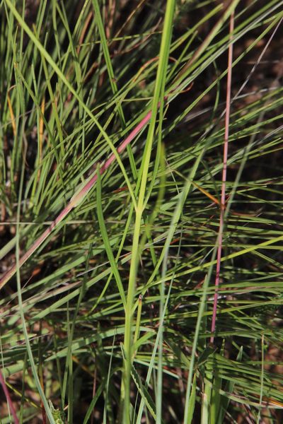 Schizoglossum linifolium, photographed by Tony Rebelo