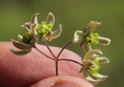 Schizoglossum linifolium, photographed by Tony Rebelo