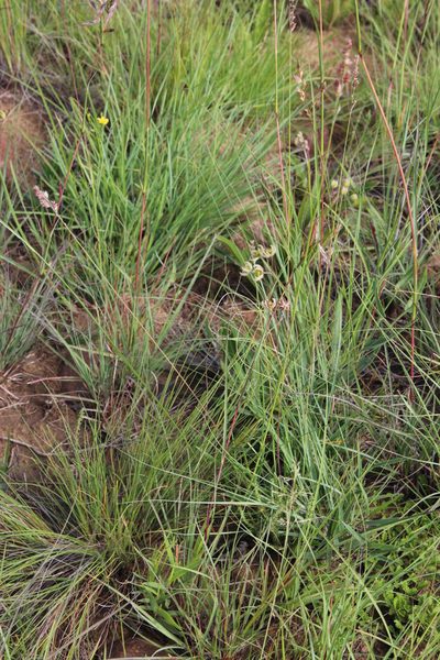 Schizoglossum linifolium, photographed by Tony Rebelo