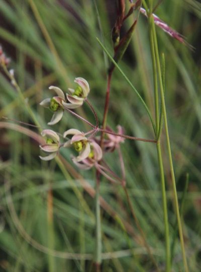 Schizoglossum linifolium, photographed by Tony Rebelo