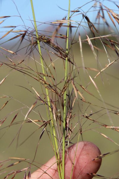 Aristida diffusa, photographed by Tony Rebelo