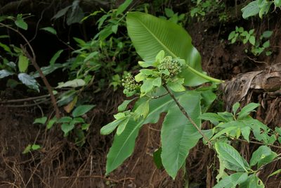 Pavetta crassicaulis, photographed by Dinesh Valke