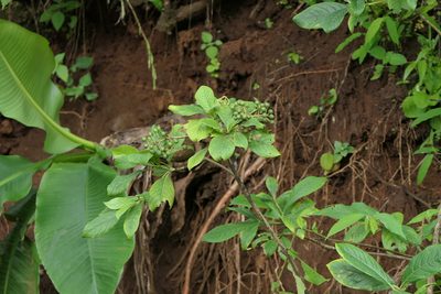 Pavetta crassicaulis, photographed by Dinesh Valke