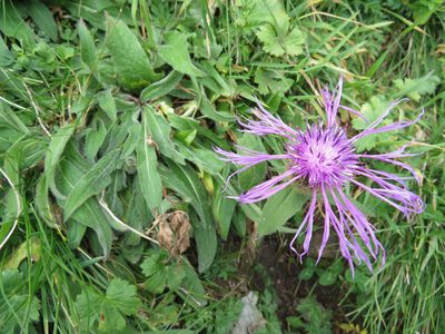 Centaurea nervosa, photographed by Marco Mussita