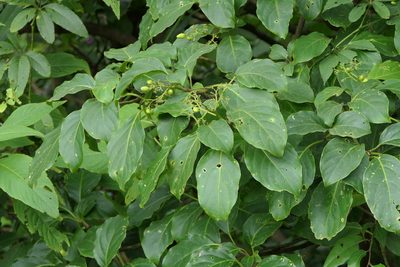 Mappia nimmoniana, photographed by Dinesh Valke