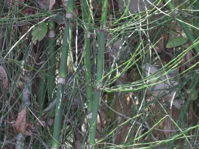 Equisetum giganteum, photographed by Ezequiel Vera