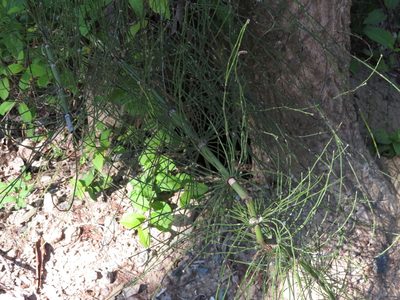 Equisetum giganteum, photographed by Ezequiel Vera
