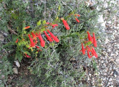 Penstemon barbatus, photographed by sprcrkwild